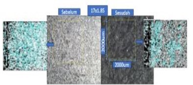 Karakteristik Morfologi Ban